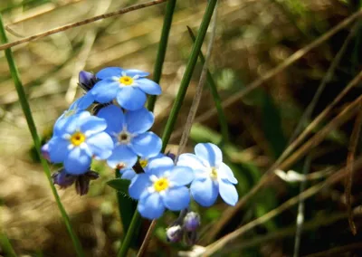 Незабудка альпийская купить саженцы в blumgarden.ru