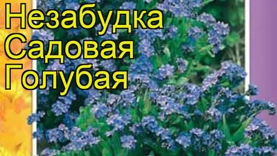 Семена цветов Незабудка садовая Ундина голубая Поиск по цене 14 ₽/шт.  купить в Москве в интернет-магазине Леруа Мерлен