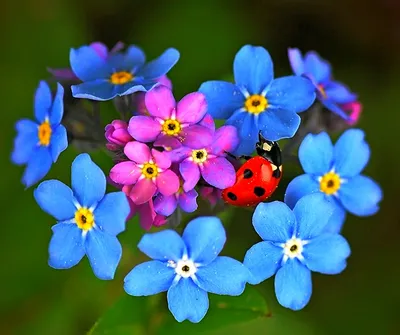Незабудки цветы: фото, описание, какими свойствами обладают цветы