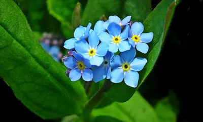 Цветы Незабудки Синий - Бесплатное фото на Pixabay - Pixabay