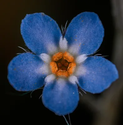 Цветок незабудки | Пикабу