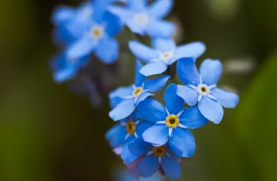 Незабудки Весна Цветок - Бесплатное фото на Pixabay - Pixabay