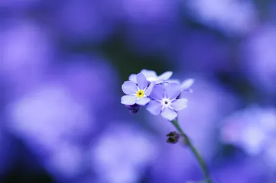 Цветы незабудки - 82 фото