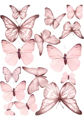 Нежно розовые бабочки картинки фотографии