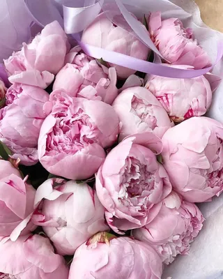 Нежные пионы радуют глаз и имеют невероятный аромат #цветы #Подарок #квіти  #букети_из_цветов #Matla_Flowers | Розовые пионы, Пионы, Цветы