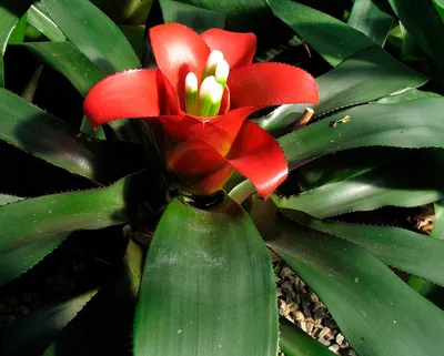 Растения и цветы: эксклюзивные снимки Нидуляриума