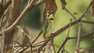 Второй из пяти. Замена NIKKOR 70-300mm - Photar.ru