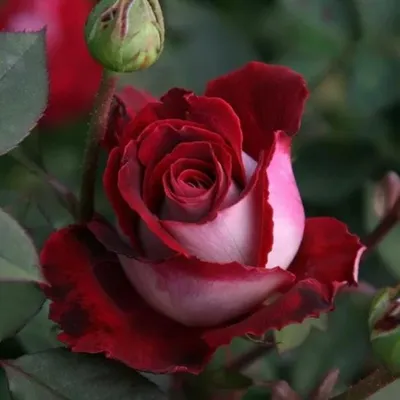 Роза Николь (Nikole) - Питомник роз