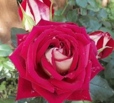 Роза флорибунда Николь – купить в питомнике Дирижер Сада