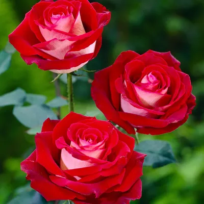 Саженцы розы николь купить в Москве по цене от 690 рублей