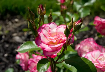 Сибирская роза (39 фото) - 39 фото