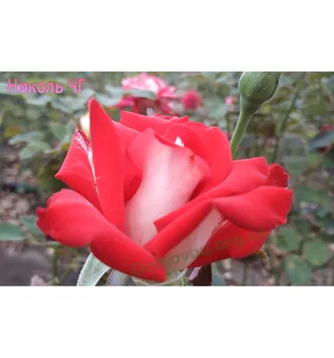Роза флорибунда Николь – купить в питомнике Дирижер Сада