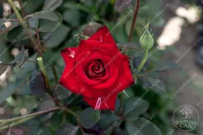 Фото \"Бутон чайно-гибридной розы Николь (Nicole).\" :: ФотоСтарт - сайт  любительской фотографии: фото цветов, роз, хризантем