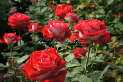 Саженцы розы николь купить в Москве по цене от 690 рублей