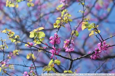 Nikon 50mm f/1.8D AF Nikkor - «Бюджетный мастхэв! При сноровке фотографии  очень крутые! Примеры фото!» | отзывы