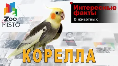 Попугай корелла (нимфа) в Минске. Этот попугай завоевал сердца многих  любителей птиц