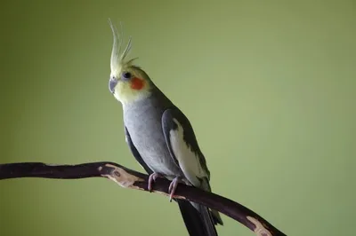 Корелла (Nymphicus hollandicus) попугай