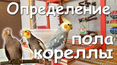 Корелла Нимфа | Пикабу