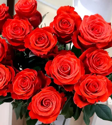 Купить розы нина, оптовая цветочная компания Спутник