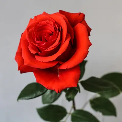 Розы «Нина» – купить с доставкой в салоне цветов «Оранж»