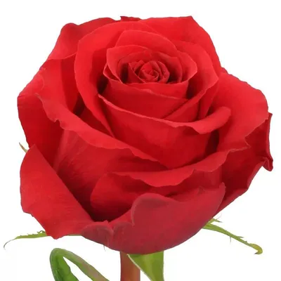 Купить «Роза красная Нина» с доставкой в Туле - «Марта»
