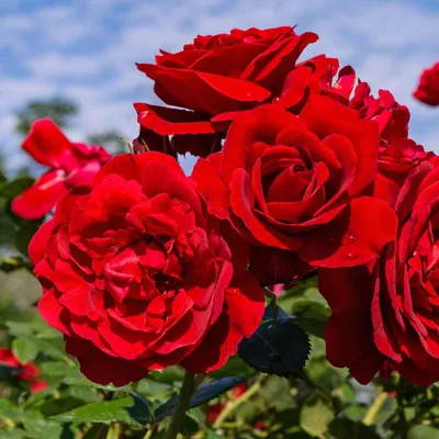 Хочу любить: 25 алых роз сорта Нина по цене 9515 ₽ - купить в RoseMarkt с  доставкой по Санкт-Петербургу