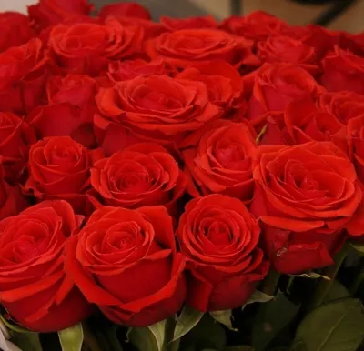 Розы дешево - Купить букеты роз в СПб. Роза 1шт. 80 р. 60 см. Заказать  букет роз Эквадор на любой повод с доставкой по СПб. Цветы с доставкой до  адреса по низкой