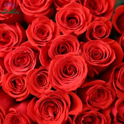 Купить 51 роза нина (эквадор) 60 см в Москве - 7 650 руб. | Бесплатная  доставка