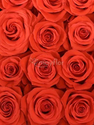 Букет из Роза алая Нина 7 штук, самая популярная среди алых роз