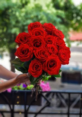 Алые розы сорта Нина купить в Краснодаре - Заказать с доставкой недорого