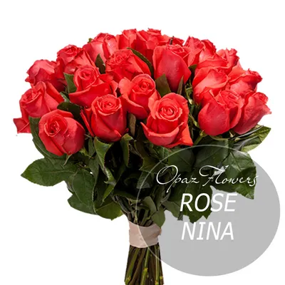 Роза \"Нина\" - цена, купить цветы упаковками с доставкой в Москве - магазин  ПРОСТОЦВЕТЫ