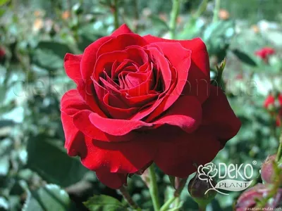 Роза флорибунда Нина Вейбул купить по цене цена по запросу от питомника  саженцев и растений Центросад | Фото и консультация по уходу