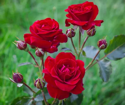 Розы сорт «Нина» | Цветы в Иваново | ул. Палехская д. 4