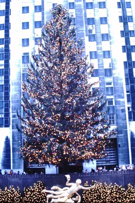 Рождество в Нью-Йорке: яркие фото сверкающего праздничными огнями города -  Новый год, Рождество, США, Нью-Йорк, фото | Обозреватель
