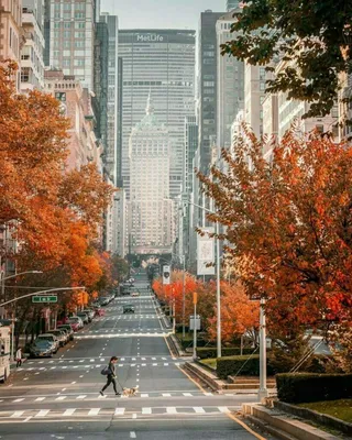 Обои на рабочий стол Осень в Центральном парке, New York / Нью-Йорка.  Фотограф John S, обои для рабочего стола, скачать обои, обои бесплатно