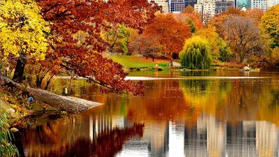 Бесплатные Осень в Нью-Йорке 4 стоковые фотографии | FreeImages