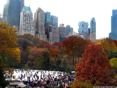 Фото Улица Нью-Йорка / New York с осенними деревьями