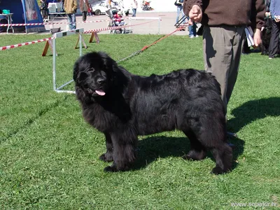 Ньюфаундленд | Dogs, Beautiful dogs, Big dogs