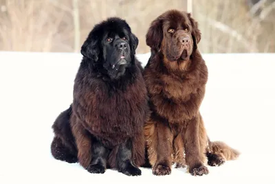 Ньюфаундленд - описание породы собак: характер, особенности поведения,  размер, отзывы и фото - Питомцы Mail.ru