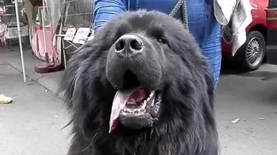 Огромный ньюфаундленд Шерман стал звездой соцсетей - собака уже весит 70 кг  и наберет еще минимум 12 - фото