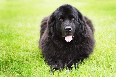 Ньюфаундленд: собака-спасатель, лучший друг и компаньон» — создано в  Шедевруме