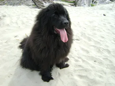 собака породы ньюфаундленд на открытом воздухе. большая собака на зеленом  поле. спасательная собака. показать породу собаки Стоковое Изображение -  изображение насчитывающей прелестное, сторона: 225343171