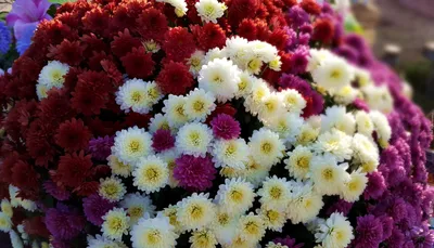 Низкорослые хризантемы - 72 фото
