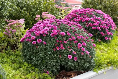 С чем посадить хризантемы: 7 гармоничных вариантов | В цветнике (Огород.ru)