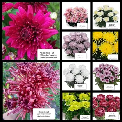 Хризантема Мультифлора: посадка и уход | Интернет-магазин садовых растений
