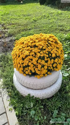 Хризантема низкорослая 129, Chrysanthemum (ID#1648491913), цена: 37 ₴,  купить на Prom.ua