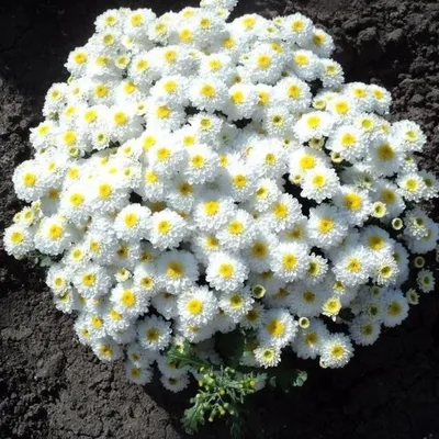 Хризантема низкорослая 129, Chrysanthemum (ID#1648491913), цена: 37 ₴,  купить на Prom.ua