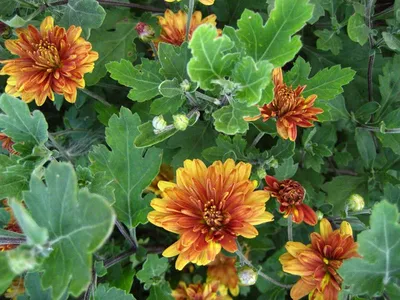 Царица осени багряной – хризантема… | Статьи для садоводов