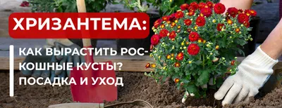 Хризантема низкорослая: 225 грн. - Сад / огород Степановка на Olx