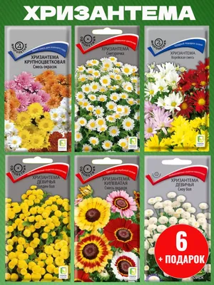 Хризантемы однолетние Цветущий сад ЦС Хризантема АССОРТИ - купить по  выгодным ценам в интернет-магазине OZON (437044833)